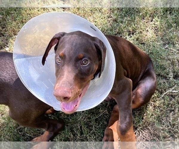 Medium Photo #7 Doberman Pinscher Puppy For Sale in PHOENIX, AZ, USA