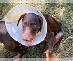 Small #6 Doberman Pinscher
