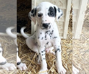 Dalmatian Puppy for sale in SHELL KNOB, MO, USA