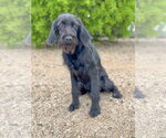 Small #5 German Wirehaired Pointer Mix