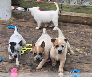 Australian Cattle Dog Puppy for sale in CASTALIA, NC, USA