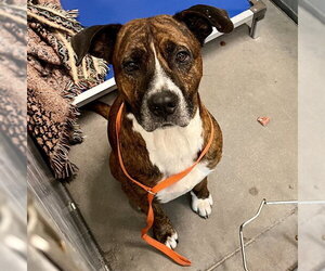 Plott Hound Dogs for adoption in Tavares, FL, USA