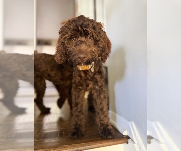 Medium Photo #4 Australian Labradoodle Puppy For Sale in WINDSOR, SC, USA