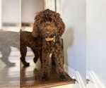 Mirabelle - Female Australian Labradoodle Puppy for Sale - Photo #4
