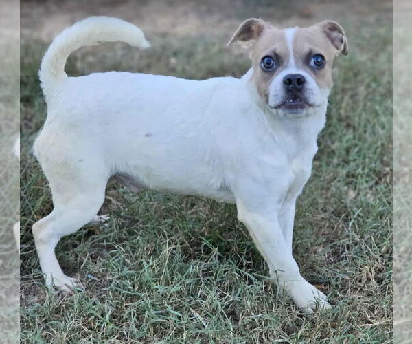 Medium Photo #2 Pug-Unknown Mix Puppy For Sale in Sheboygan, WI, USA