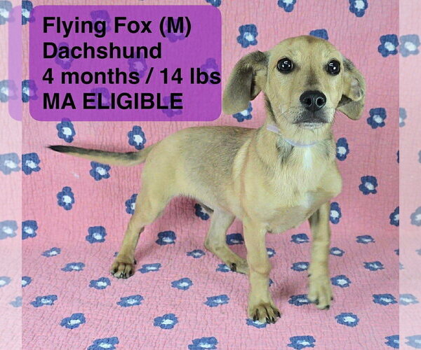 Medium Photo #1 Dachshund-Unknown Mix Puppy For Sale in pomfret, CT, USA