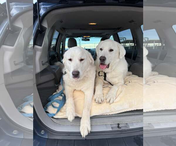 Medium Photo #4 Great Pyrenees Puppy For Sale in Bountiful, UT, USA