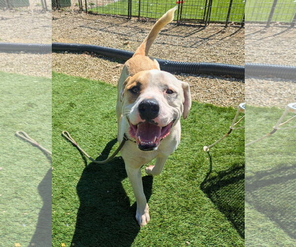 Medium Photo #6 Mastiff-Unknown Mix Puppy For Sale in Calhoun, GA, USA