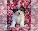 Small Photo #1 Poodle (Miniature)-Shorkie Tzu Mix Puppy For Sale in CHRISTIANA, PA, USA