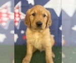 Small #24 Golden Retriever