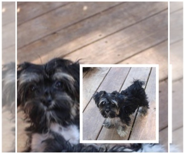Medium Photo #1 Havashire Puppy For Sale in THAYER, KS, USA