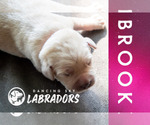 Small Photo #3 Labrador Retriever Puppy For Sale in ROOSEVELT, MN, USA