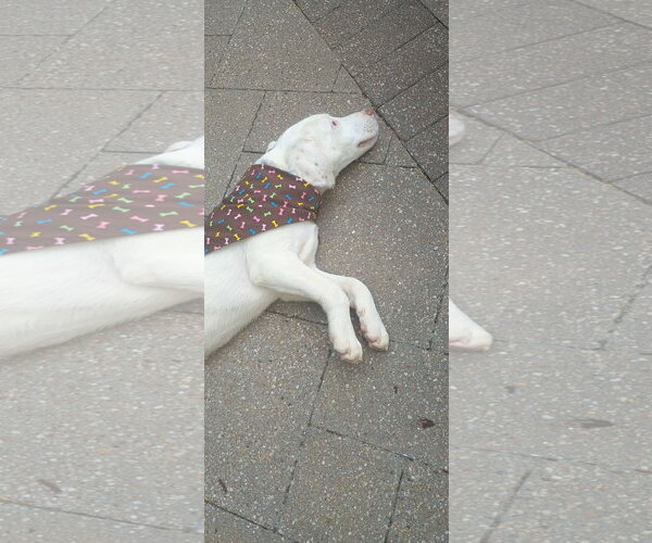 Medium Photo #4 Labrador Retriever-Unknown Mix Puppy For Sale in The Woodlands, TX, USA