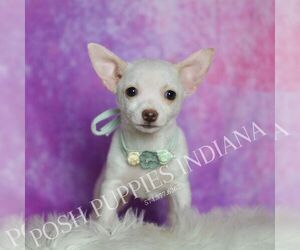 Chihuahua Puppy for Sale in WARSAW, Indiana USA