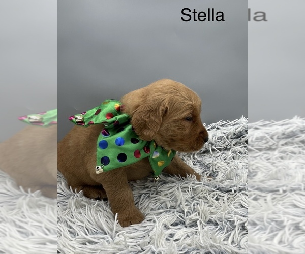 Medium Photo #3 Golden Retriever Puppy For Sale in FREDERICKSBG, OH, USA