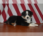 Small Photo #5 Australian Shepherd Puppy For Sale in MIFFLINBURG, PA, USA