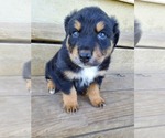 Small Photo #7 Australian Shepherd Puppy For Sale in RAYMORE, MO, USA