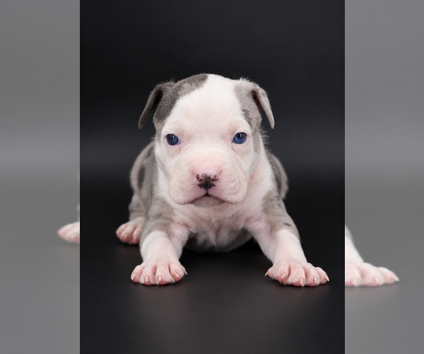 Medium Photo #2 American Bully Puppy For Sale in CHAMPAIGN, IL, USA