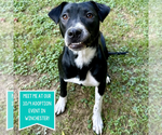 Small Labrador Retriever Mix