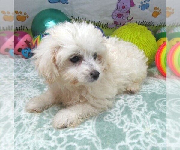 Medium Photo #4 Maltipoo Puppy For Sale in RATTAN, OK, USA