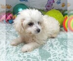 Small #3 Maltipoo