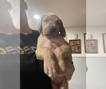 Small Photo #7 Great Dane Puppy For Sale in SHARPSVILLE, IN, USA