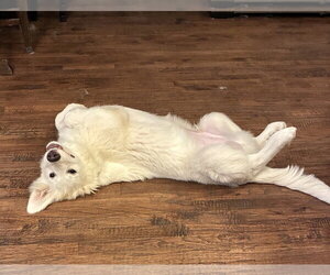 Max - Male Great Pyrenees-Unknown Mix Dog for Adoption - Photo #2