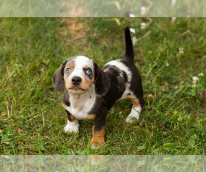 Dachshund Puppy for sale in NAPPANEE, IN, USA