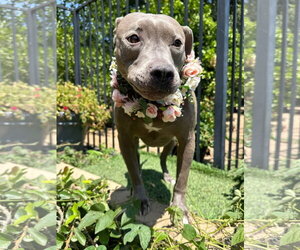 Harper - Female American Pit Bull Terrier-Unknown Mix Dog for Adoption - Photo #9