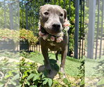 Small Photo #9 American Pit Bull Terrier-Unknown Mix Puppy For Sale in Redlands, CA, USA