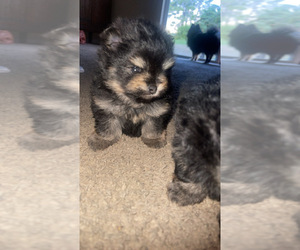 Pomeranian Puppy for sale in LEHIGH ACRES, FL, USA