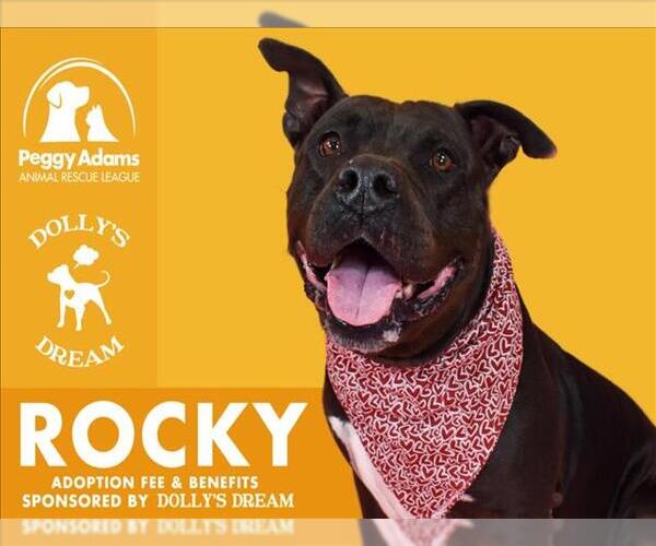 Medium Photo #1 Mutt Puppy For Sale in West Palm Beach, FL, USA