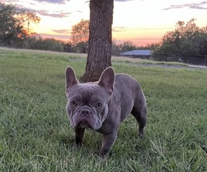 French Bulldog Puppy for sale in SEGUIN, TX, USA