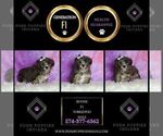 Small Photo #110 Yorkipoo Puppy For Sale in WARSAW, IN, USA
