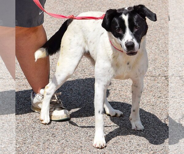 Medium Photo #7 Border Collie-Unknown Mix Puppy For Sale in Huntley, IL, USA