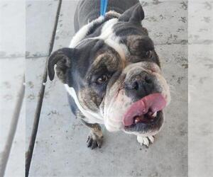 Bulldog Dogs for adoption in Bakersfield, CA, USA