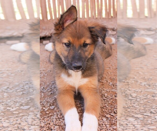 Medium Photo #7 Siberian Husky-Unknown Mix Puppy For Sale in Cedar Crest, NM, USA