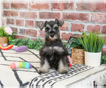 Small #8 Schnauzer (Miniature)