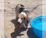 Small #13 Basset Hound