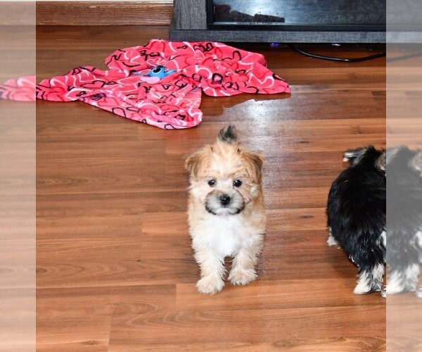 Medium Photo #6 Morkie Puppy For Sale in ROCK VALLEY, IA, USA