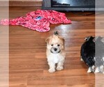 Small Photo #6 Morkie Puppy For Sale in ROCK VALLEY, IA, USA