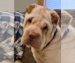 Mutt Dogs for adoption in St. Louis Park, MN, USA