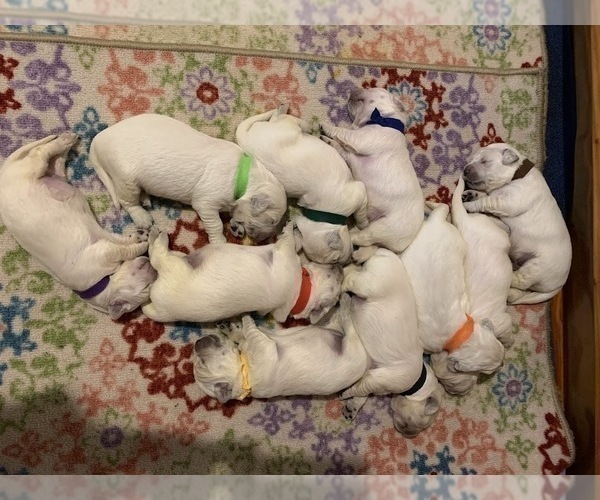 Medium Photo #7 English Cream Golden Retriever Puppy For Sale in MARSHFIELD, WI, USA