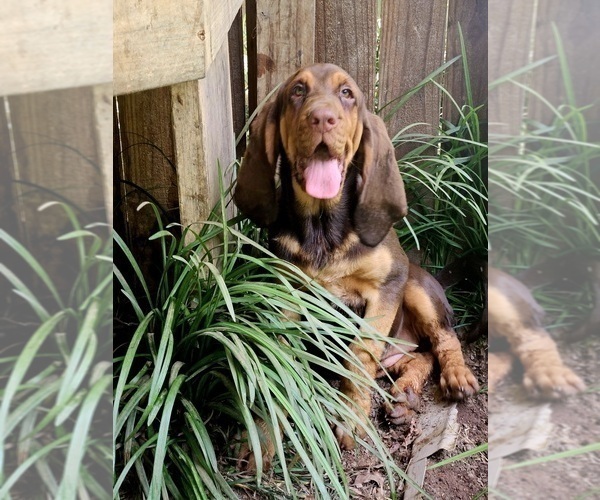 Medium Photo #3 Bloodhound Puppy For Sale in TOCCOA, GA, USA