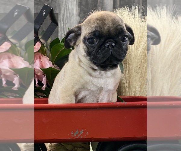 Medium Photo #2 Pug Puppy For Sale in CANOGA, NY, USA