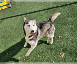 Siberian Husky-Unknown Mix Dogs for adoption in Rockwall, TX, USA