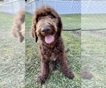 Puppy Tom Petty Goldendoodle