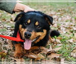 Small #2 Border Collie Mix