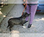Small #2 American Pit Bull Terrier-Basset Hound Mix