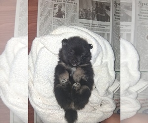 Pomeranian Puppy for sale in HADLEY, PA, USA